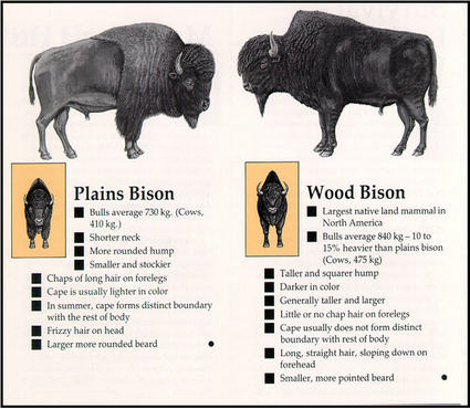 bison-comparison-chart