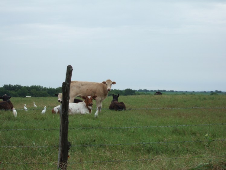 cattle-with-egrets