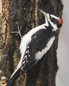 hairy_woodpecker_n06-2-186_l_1
