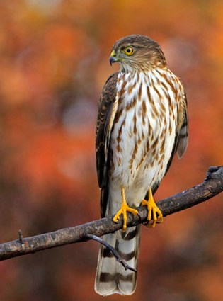sharp_shinned_hawk_15