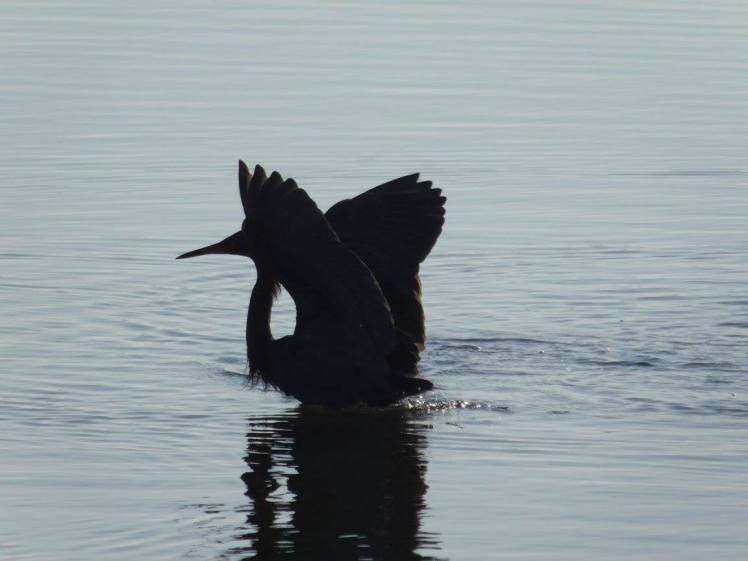 15995023_10154316019807817_1122227223275232895_o