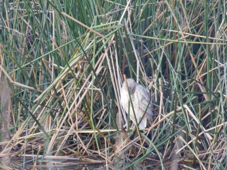 16112925_10154316018762817_8708254173723710065_o