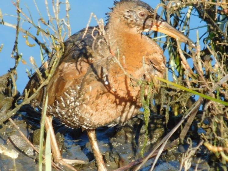 16143670_10154316018992817_1505551701685738001_o