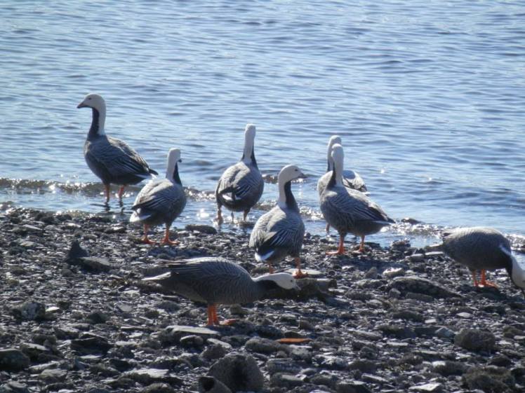 1977146_10152047815347817_1160590285_n