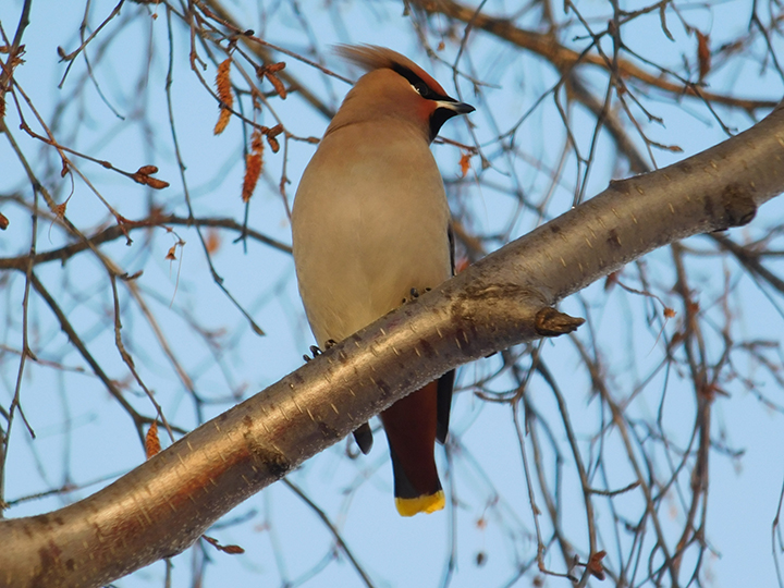 waxwingsolo