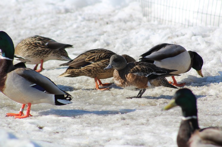 femaleamericanwigeonatcuddy