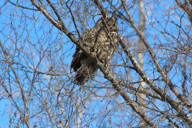 greathornedatportagebetter