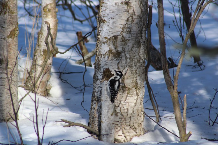 hairywoodpeckeratgooselake