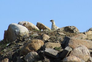 rockptarmigan