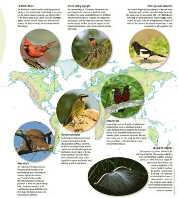 atlasofbirds passerines