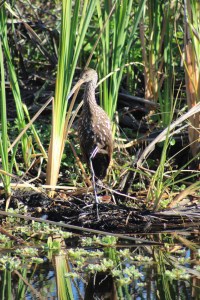 limpkin