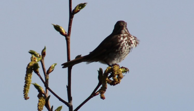 foxsparrow