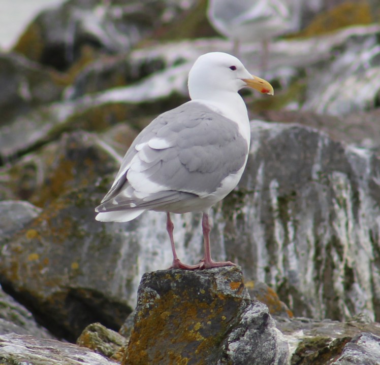 glaucouswingedgull