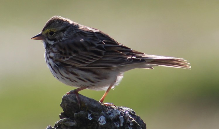 savannahsparrow