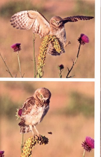 palmer burrowing owls2