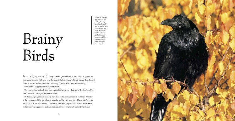 birdbrains3
